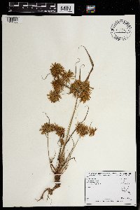 Cyperus strigosus image