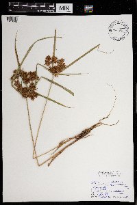 Cyperus strigosus image