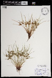 Cyperus squarrosus image