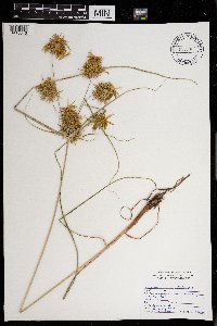 Cyperus strigosus image