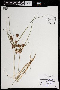 Cyperus diandrus image