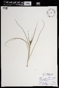 Cyperus schweinitzii image