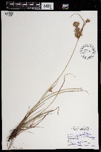 Cyperus schweinitzii image