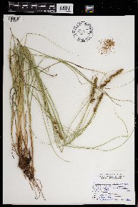 Carex vulpinoidea image