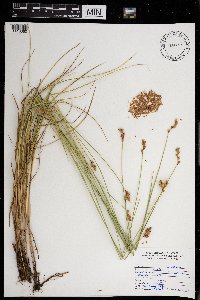 Carex scoparia image