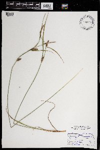 Carex lanuginosa image