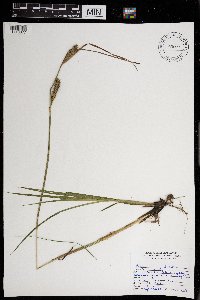 Carex lacustris image