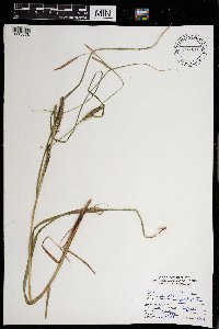 Carex lacustris image