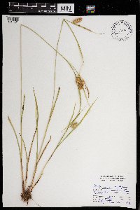 Carex hystericina image