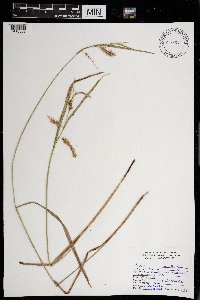 Carex hystericina image