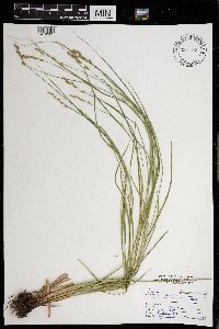 Carex foenea image