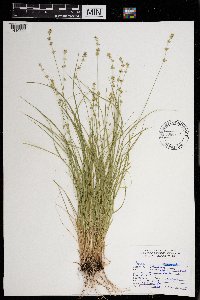 Carex rosea image