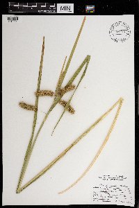 Carex comosa image