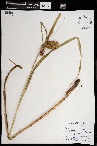 Carex comosa image