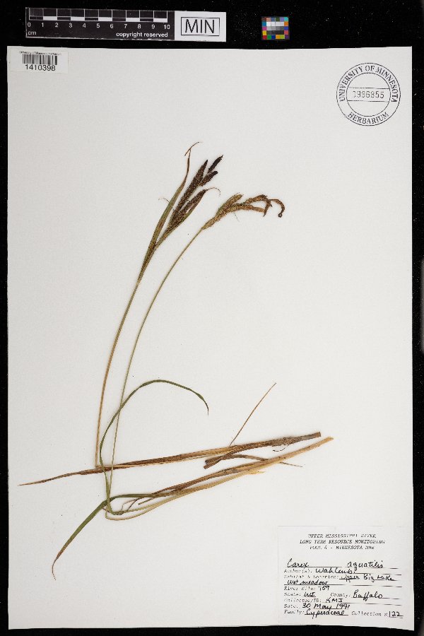 Carex aquatilis image