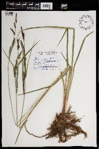 Carex aquatilis image