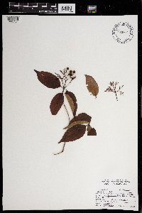 Cornus racemosa image