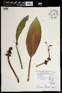 Sagittaria rigida image