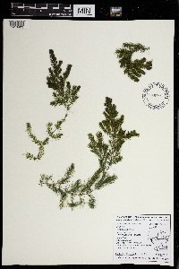 Ceratophyllum demersum image