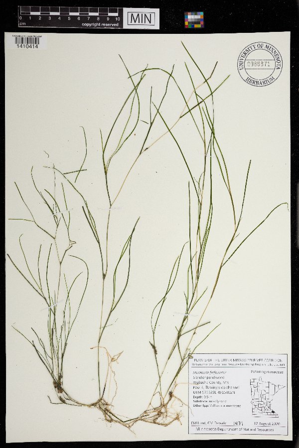 Stuckenia filiformis image