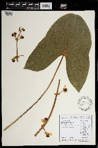 Sagittaria latifolia image