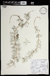 Myriophyllum sibiricum image