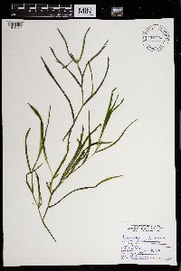 Potamogeton zosteriformis image