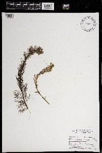 Myriophyllum spicatum image