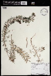 Myriophyllum spicatum image