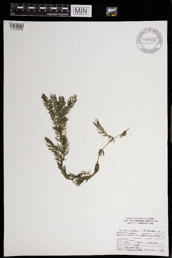 Ceratophyllum demersum image