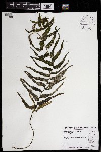 Potamogeton richardsonii image