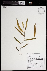 Potamogeton alpinus image