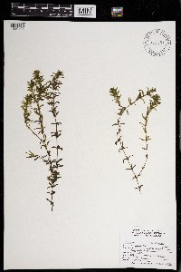 Elodea canadensis image