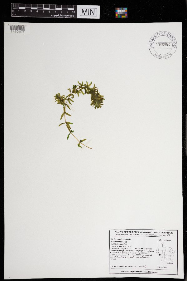 Elodea canadensis image