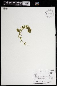 Elodea canadensis image