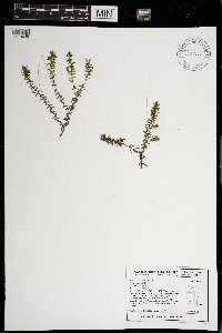 Elodea canadensis image