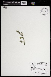 Elodea canadensis image