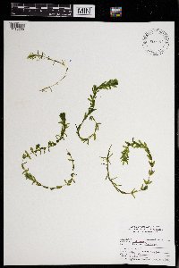 Elodea canadensis image