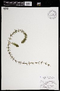 Elodea canadensis image