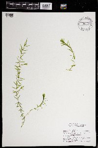 Elodea canadensis image