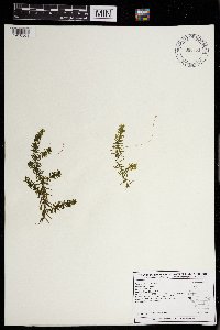 Elodea canadensis image