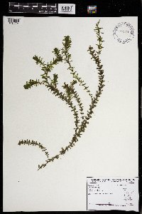 Elodea canadensis image