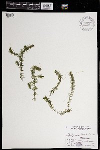 Elodea canadensis image