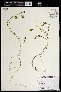 Elodea nuttallii image