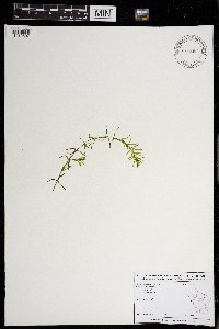 Elodea canadensis image