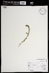 Elodea nuttallii image