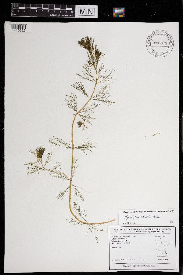 Myriophyllum image