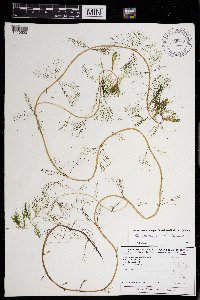 Myriophyllum sibiricum image