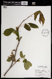 Toxicodendron radicans image