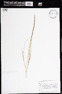 Aristida basiramea image